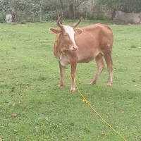 گاو چالوسی باگوساله ماده