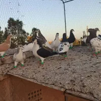 رنگه