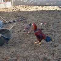 خروس لاری اصیل|حیوانات مزرعه|تربتحیدریه, میدان مرکزی|دیوار