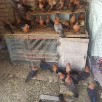 آرشینگل|پرنده|باغ بهادران, |دیوار