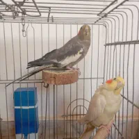 عروس هلندی نر و ماده|پرنده|رباطکریم, نصیرشهر|دیوار