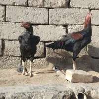 دوتا جوجه خروس لاری