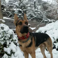 واگذاری سگ|سگ|مشهد, کوه سنگی|دیوار