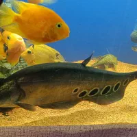 فروش فوری آکواریوم باماهی ها ومیزام دی اف