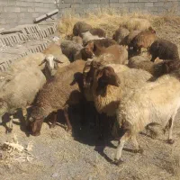 تعداد۲۴راس گوسفند آبستن