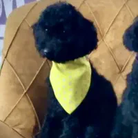 تویی پودل وارداتی نر