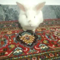 خرگوش خانگی