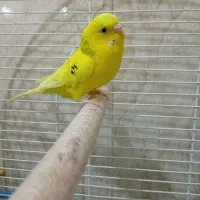 مرغ عشق