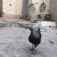 خروس محلی|حیوانات مزرعه|جوانرود, |دیوار