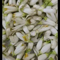 عرق بهار نارنج