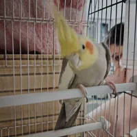 یک جفت عروس هلندی آهویی