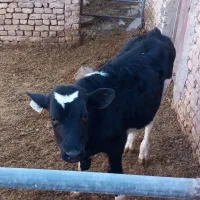 گوساله نر هلشتاین