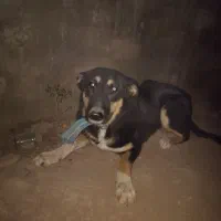 توله سگ نژاد دار|سگ|خرمآباد, |دیوار