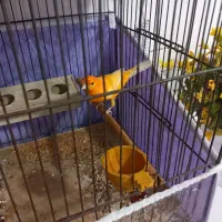 قناری نر بخون قرمز قدیم