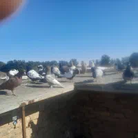 کفترا همه نر جفت 850