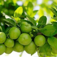 پیش فروش نهال گوجه سبز نخجوان|خدمات باغبانی و درختکاری|میبد, |دیوار