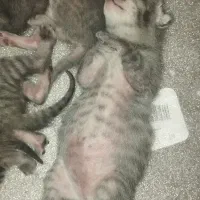 بچه گربه تپلو ناناز