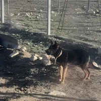 سگ ژرمن شپردنر