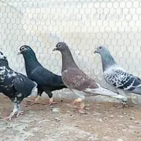 دسته کفتر پلاکی.کفتر.جهرم.|پرنده|شیراز, آزادگان|دیوار