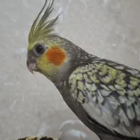عروس هلندی
