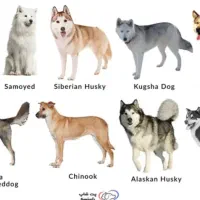 سگ پیدا شده