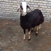 بره قوچ پلنگی پوست گاوی