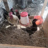 مرغ و خروس