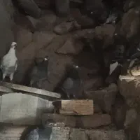 کبوتر پلاکی