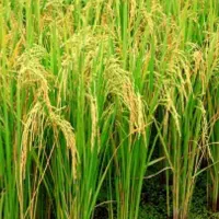 فروش پوشال شلتوک(برنج)کاه برنج