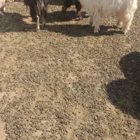 بزغاله بفروش میرسد|حیوانات مزرعه|اهر, |دیوار