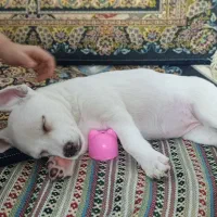 حیوان خانگی