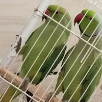 طوطی گمشده