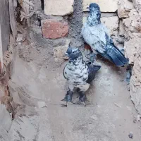 کبوترنقش