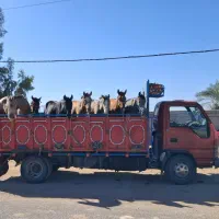 خرید و فروش اسب باری پالانی