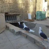 کفتر ماده ابلق|پرنده|قم, شهرک مهدیه (مدرس)|دیوار