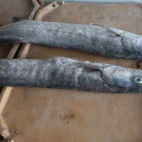 ماهی و میگو صید روز|ماهی|فیروزآباد (فارس), |دیوار