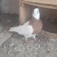 طوقی و گوباش