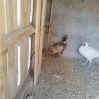 مرغ بلژیکی و هلندی|حیوانات مزرعه|هشتگرد, تهران دشت|دیوار