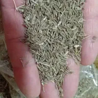 فروش زیره سبز|خوردنی و آشامیدنی|شیراز, شهرک مهرگان|دیوار