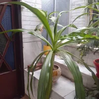گل موزی ۲عدد|گل و گیاه طبیعی|کرمان, |دیوار