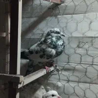 کبوتر کفتر غریبگیری
