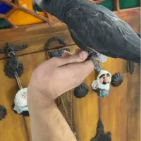 « کاسکو کلام دار ، دستی » کاکادو آرا راهب