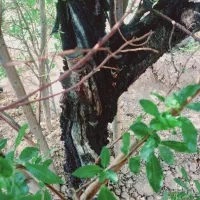 خریدار محصولات کشاورزی شما هستم