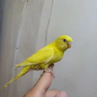 مرغ عشق هلندی فول بادی گرید A|پرنده|شاهینشهر, شهرک گلدیس|دیوار