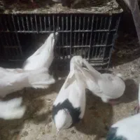 طوقی سیاه ماده یهودی مغلوف سیاه ازم رفته