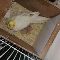 لوتینو ماده ۶ تخم