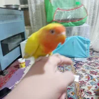 کوتوله فول دستی صورت هلویی|پرنده|مشهد, ابوذر|دیوار