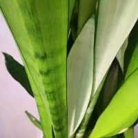 سانسوریا مهتابی حدودا 7 غلاف|گل و گیاه طبیعی|قم, انسجام|دیوار