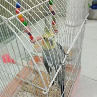 عروس هلندی رام