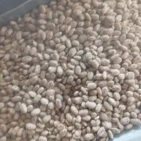 لوبیا چتی خوش پخت معمولان|عمده‌فروشی|معمولان, |دیوار